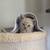KITTEN 1 thumbnail