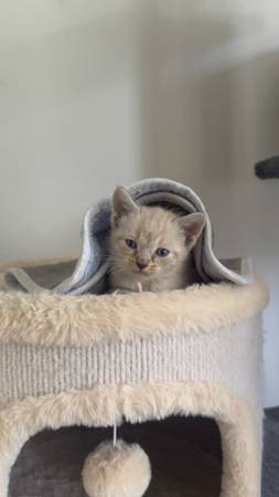 KITTEN 1
