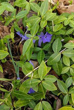 Vinca Shrub (flowering periwinkle groundcover) 1