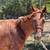 4YO VERSATILE FILLY 1 thumbnail