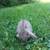 Lops rabbit 13 thumbnail