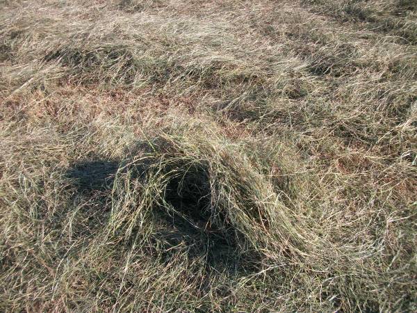 Hay Square Bales Bermuda 1
