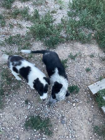Borde collies 1