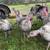 Heritage Turkey Hens Narragansett, Slate, Bourbon Red, Royal Palm hen 2 thumbnail