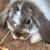 Holland Lops 14 thumbnail