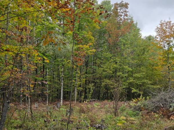 $59,900 6.2 Wooded Acres Walking Distance to State Forest and the Popple River (Fern)64152182333569123