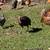 Gallinas y gallos en venta 6 thumbnail