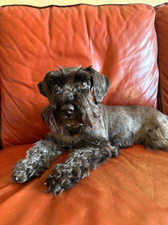 Mini schnauzer rehoming (Graton)634774940747551227