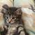Free Tiny Kittens (4 Total) 7 thumbnail