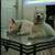 2 White Male Husky Puppies for adoption 6 thumbnail