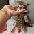 Two bengal kittens 11 thumbnail