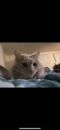 Rehoming a small indoor cat (San Jose)64031023517057121