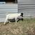 Really Nice Boer Buckling 3 thumbnail