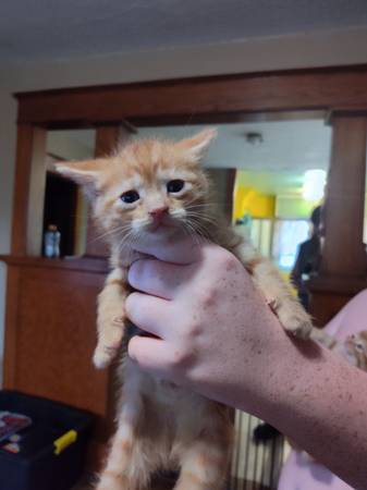 2 gatitos machos (Sioux City)63697345047171121