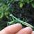 2 PREYING MANTIS PRAYING MANTIS EGG CASES IN HATCHING HABITAT 3 thumbnail