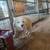 Livestock guardian pups 10 thumbnail