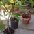 5 gallon yellow plumeria 4 thumbnail