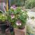 Geranium Pelargonium Martha Washington w ceramic pot 1 thumbnail