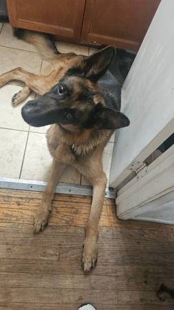 HUGE Pastor Alemán buscando un nuevo comienzo en la vida. (Sacramento)63848981045249122