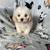 Beautiful Cavapoo Pupperzz 3 thumbnail