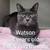 Cat & Kitten Adoptions TODAY, Sunday Sept. 14- Pet Club, San Mateo 10 thumbnail