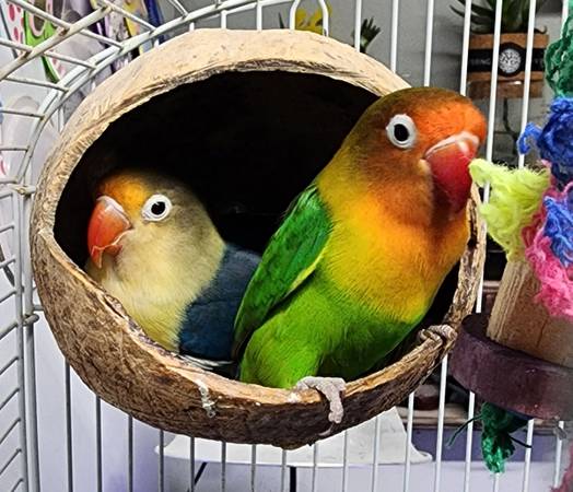 Love bird for sale 1