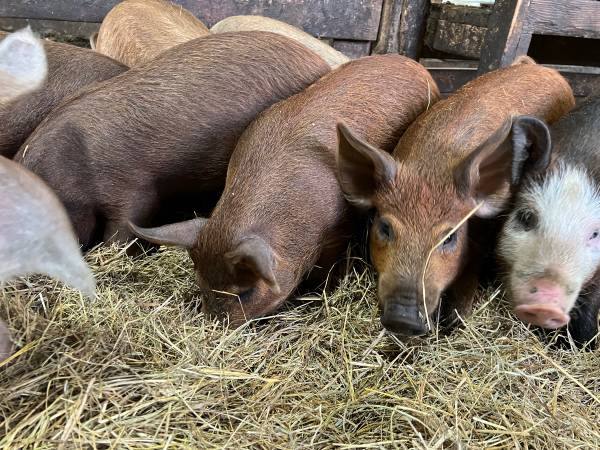 Mangalitsa/Hereford Feeder Pigs 1