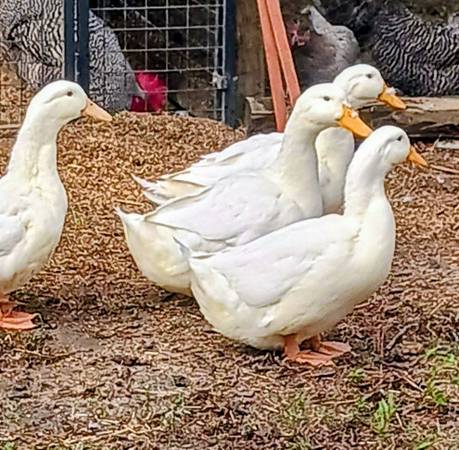 Peking Duck (drake) Jumbo 1