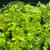 Native Plant: Oregon Oxalis (Oxalis oregana) - 3.5” 3 thumbnail
