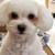 Lost Dog 1 thumbnail