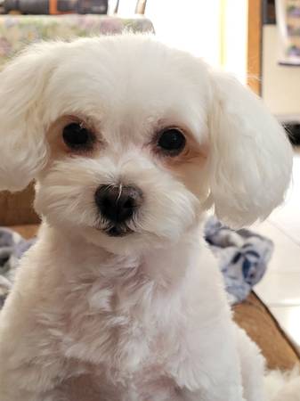 Lost Dog 1
