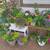 Flower container gardens/veggie plants/perennials for sale 3 thumbnail