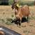 Nanny Goats 3 thumbnail