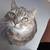 Snickers is looking for her forever home 1 thumbnail