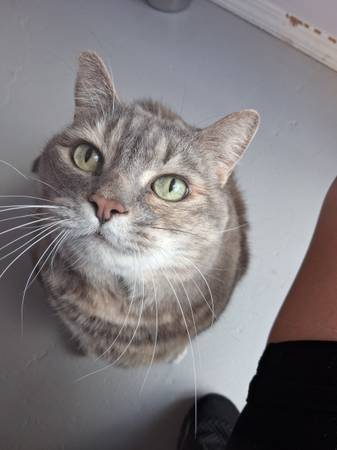 Snickers is looking for her forever home 1