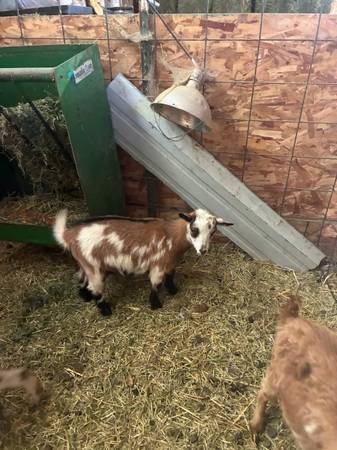 Goats 1