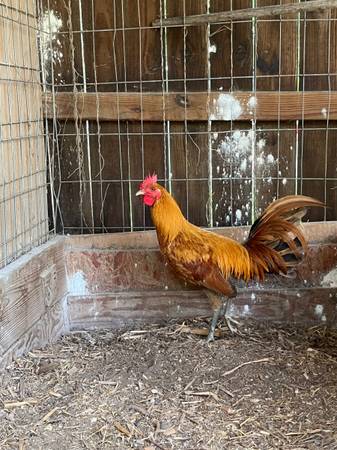 Rooster 1