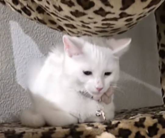 Lost white cat with pink flower collar 1