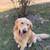 Golden Retreiver 2 thumbnail