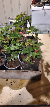 Rooted Triple Crown Blackberry Plants 1