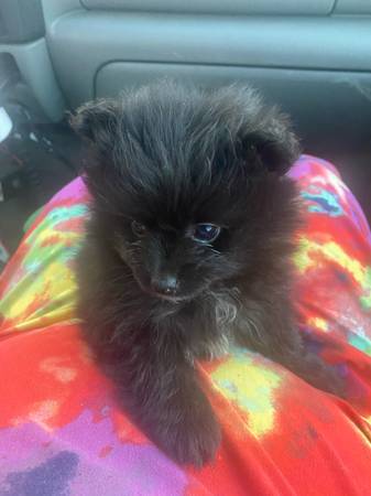 Pompom - $600 (Wilmington)63470907780867121