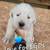 Great Pyrenees LGD Puppies 10 thumbnail