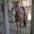 7 year old gelding 5 thumbnail