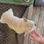 A K C Frenchie pups French bulldog 8 thumbnail