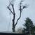 Tree services tree work 🌳 tree climber insured 🏡 1 thumbnail