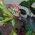 Variegated Leaf Hibiscus Red Flowering 1 thumbnail