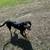 Female puppy 4 thumbnail