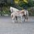 Haflinger weanling 7 thumbnail