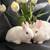 Rabbits 1 thumbnail