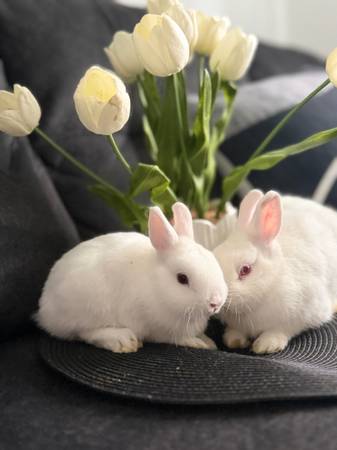 Rabbits 1